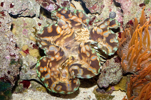 Tridacna gigas, the Giant Clam