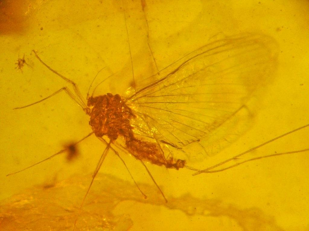 amber with mayfly inclusion