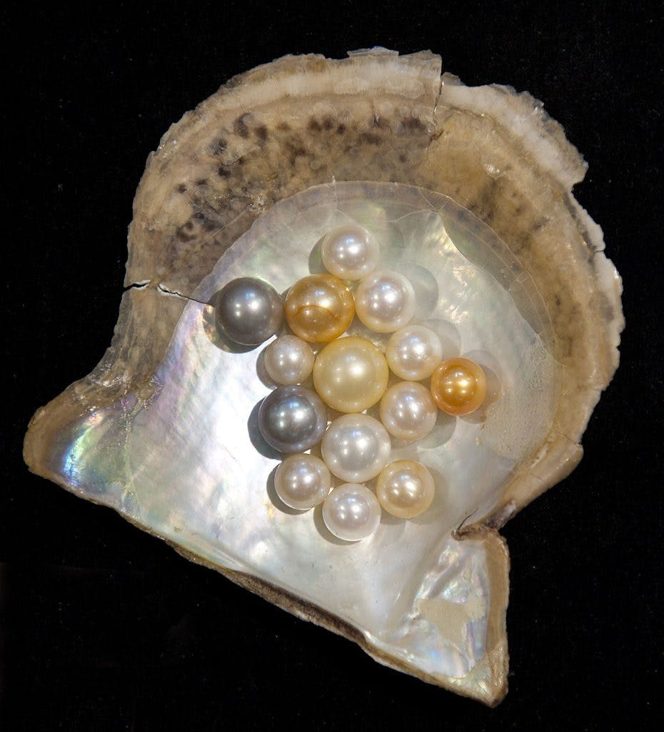 pearls in an oyster shell