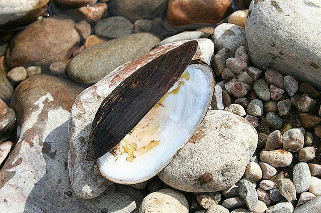 pearl mussel - Scotland