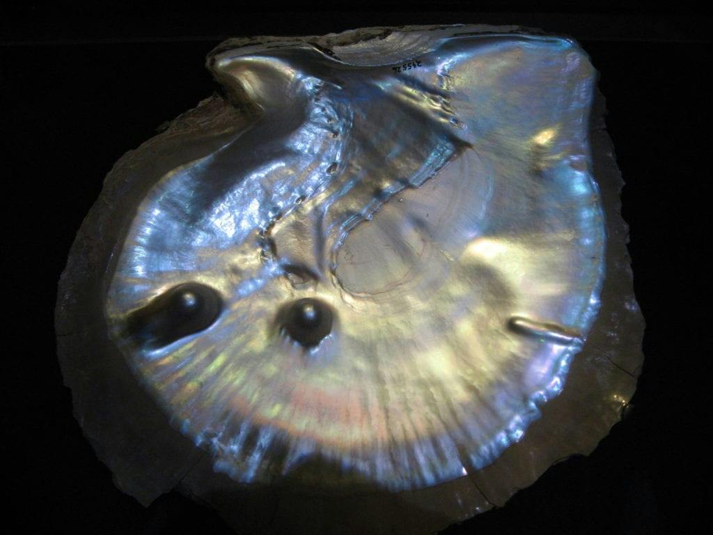 Pinctada maxima shell - pearl engagement ring stones