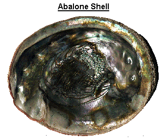 Shells and Sea Shells