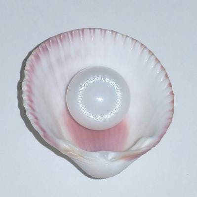 clam pearl in a shell - tridacna pearl buying guide