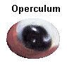 Operculum 
