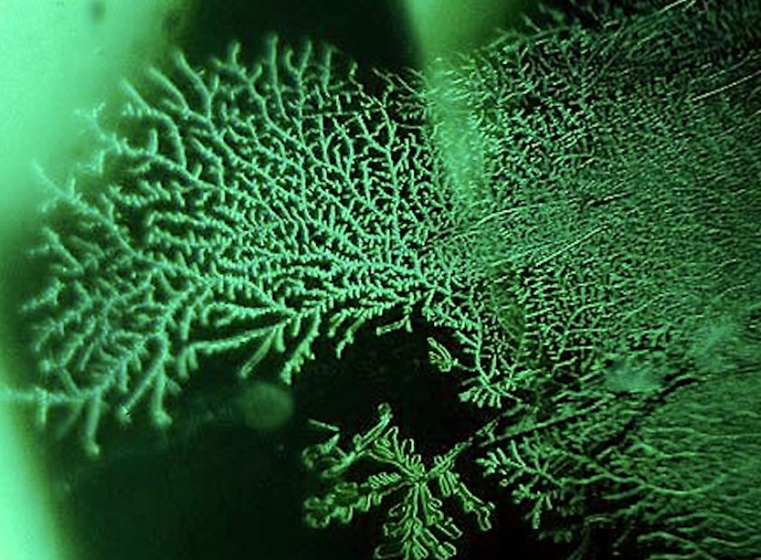 dendritic pattern from emerald clarity enhancement