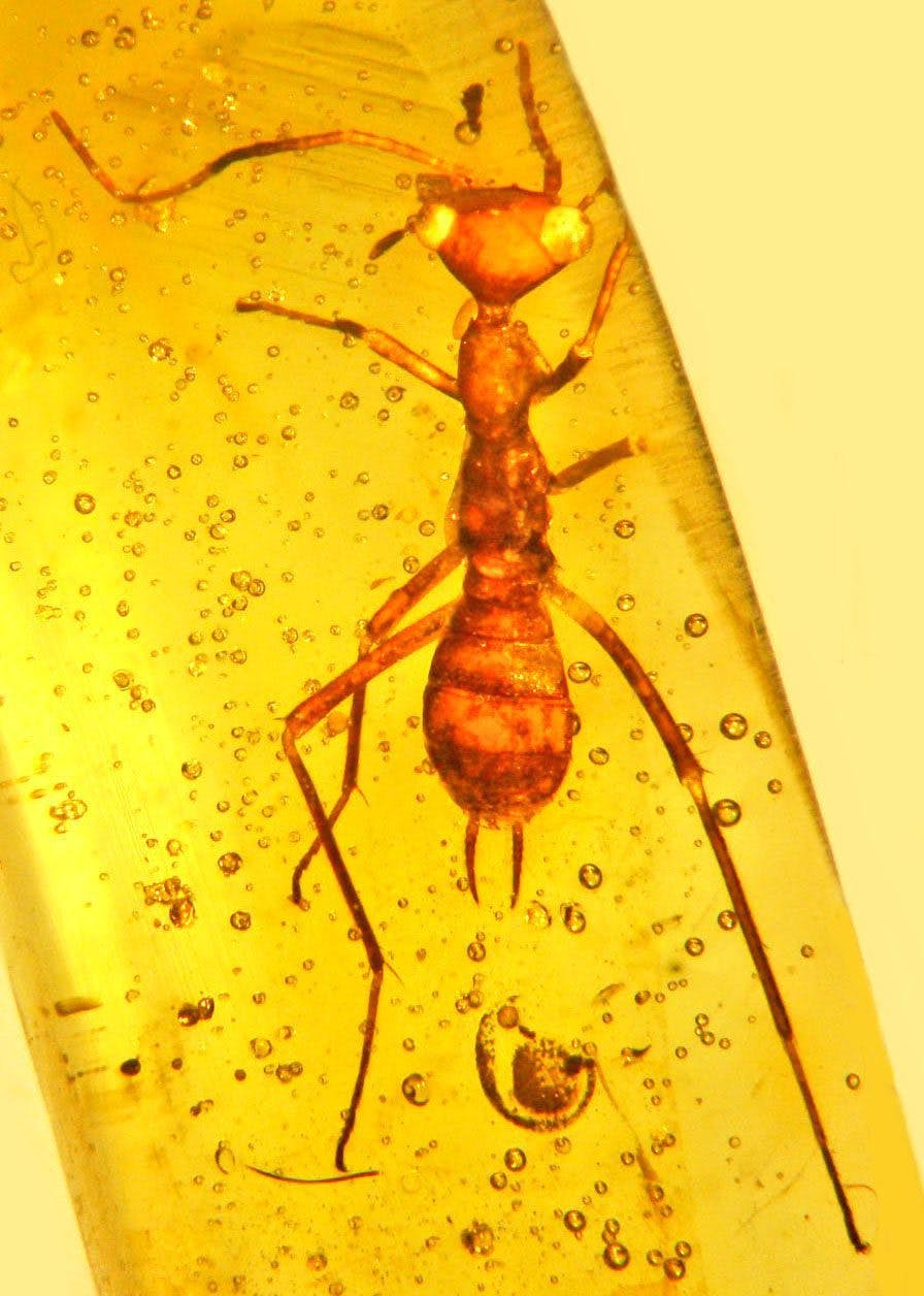 insect in amber